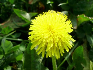 Löwenzahn Der als 'Unkraut' verpönte Löwenzahn ist ein wichtiges Kettenglied in der Natur. (Foto: Sandra Spranger)