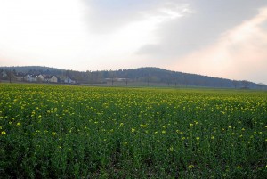 Bald blühen hier keine Wiesen mehr - Oberfürberg am Fürther Stadtwald (Foto: Werner Schmidt)